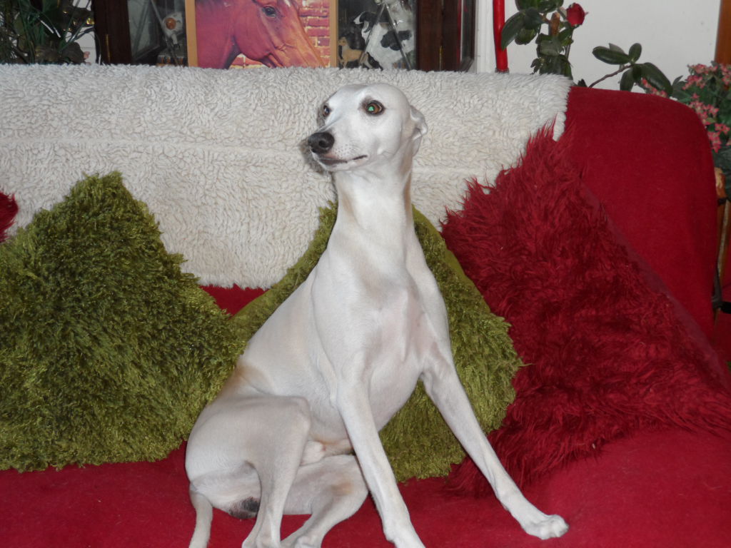 selinko whippets