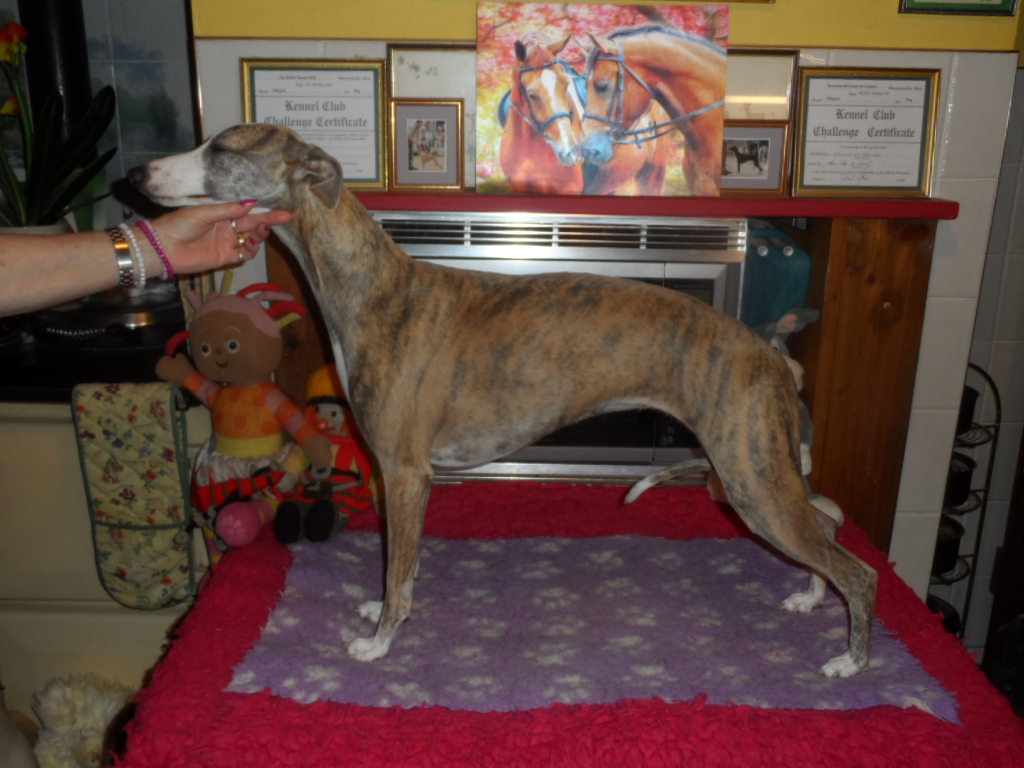 selinko whippets