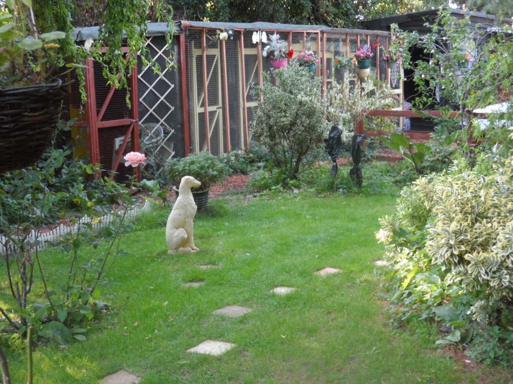 merle american bulldog for sale