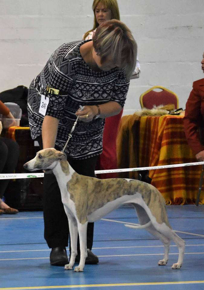 selinko whippets