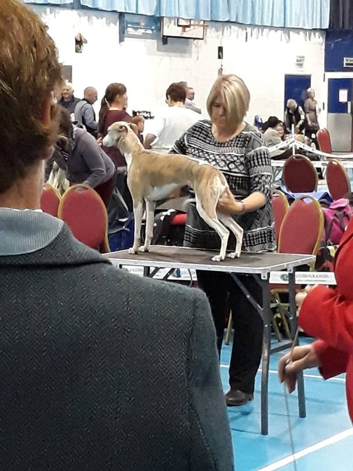 selinko whippets