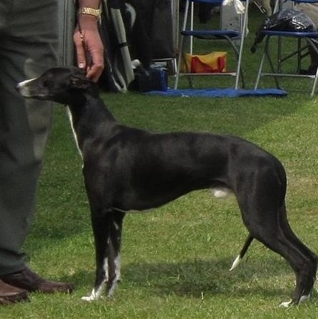 selinko whippets