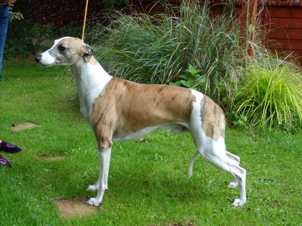 selinko whippets